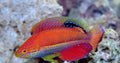 Katoi Fairy Wrasse F - Shipwreck Cove Corals