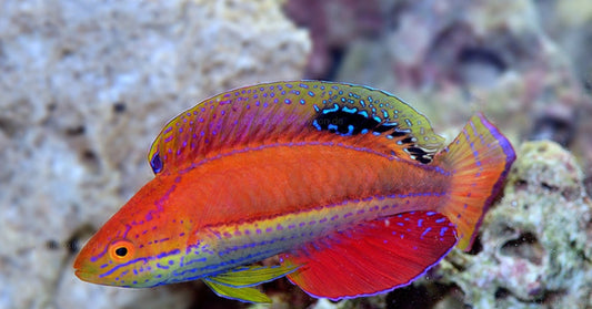 Katoi Fairy Wrasse F - Shipwreck Cove Corals