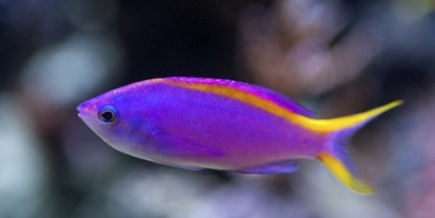 Purple Queen Anthias - Shipwreck Cove Corals