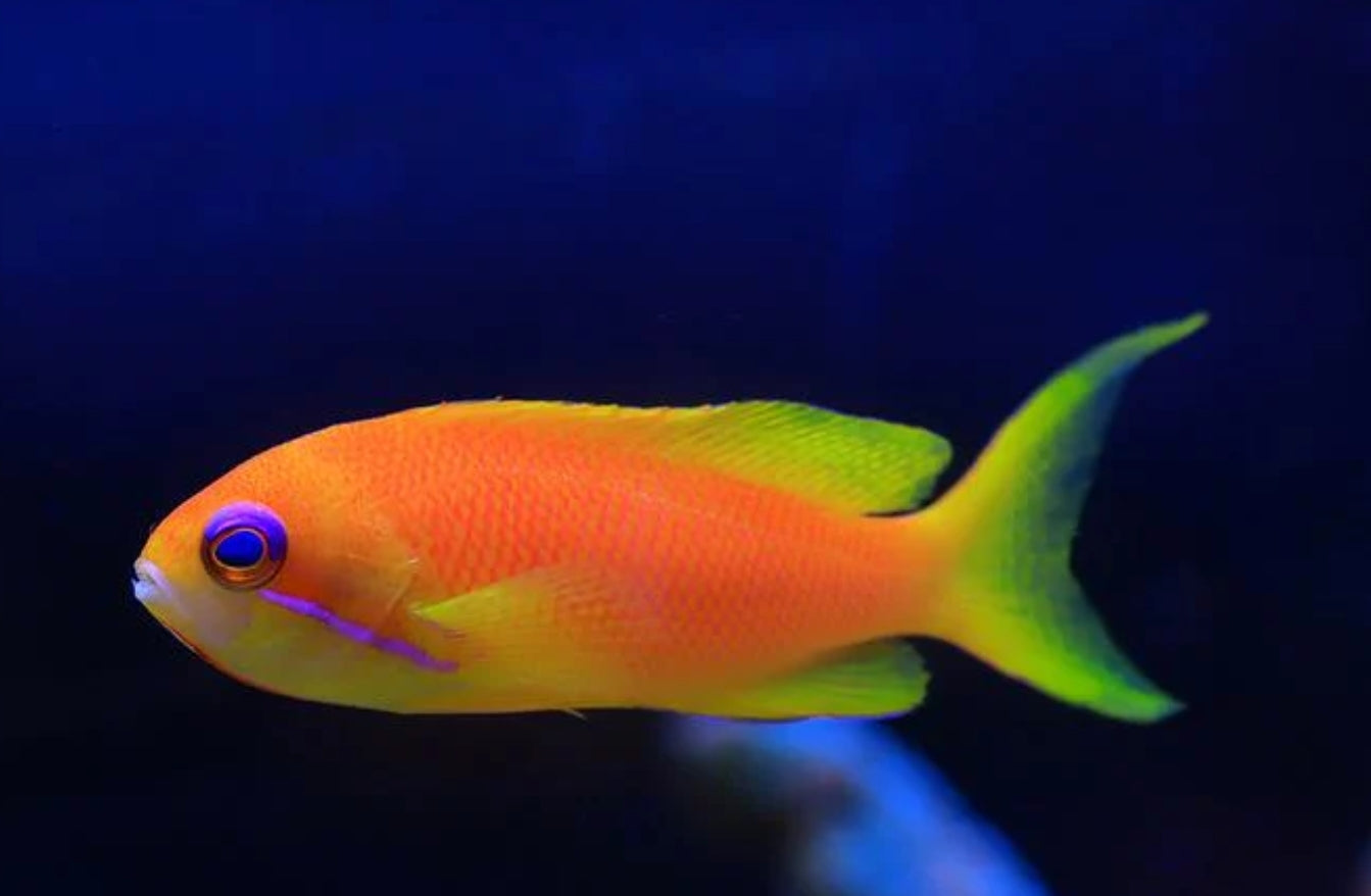 Lyretail Anthias Female - Shipwreck Cove Corals