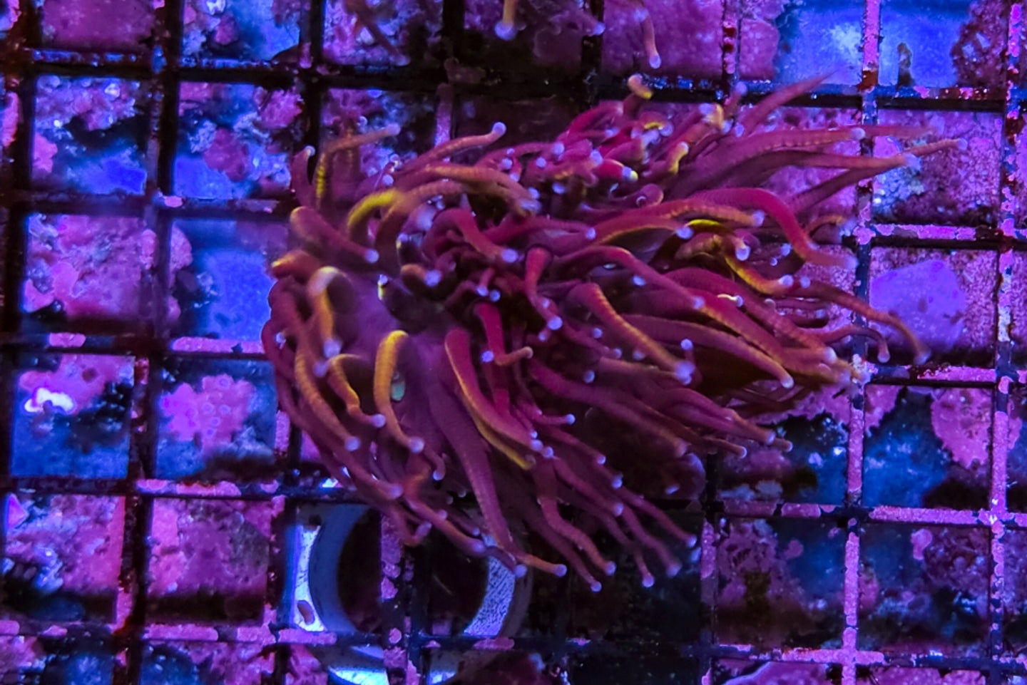 WYSIWYG 2 HEADS SCC Red Rum Torch coral - Shipwreck Cove Corals