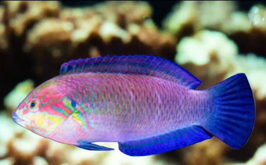 Moyer's leopard Wrasse - Shipwreck Cove Corals