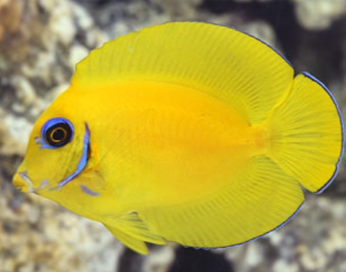 Lemon Peel Mimic Tang - Shipwreck Cove Corals