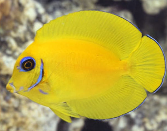 Lemon Peel Mimic Tang - Shipwreck Cove Corals