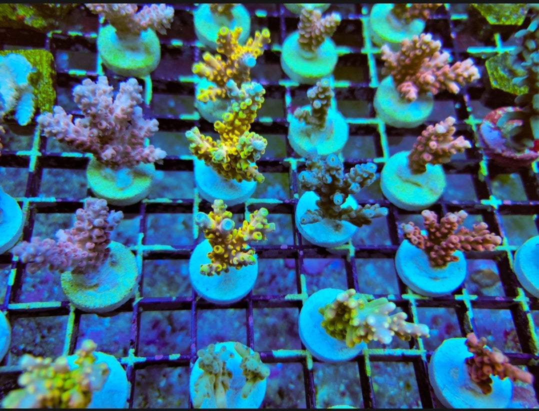 WYSIWYG SCC 4 Pack acro coral - Shipwreck Cove Corals