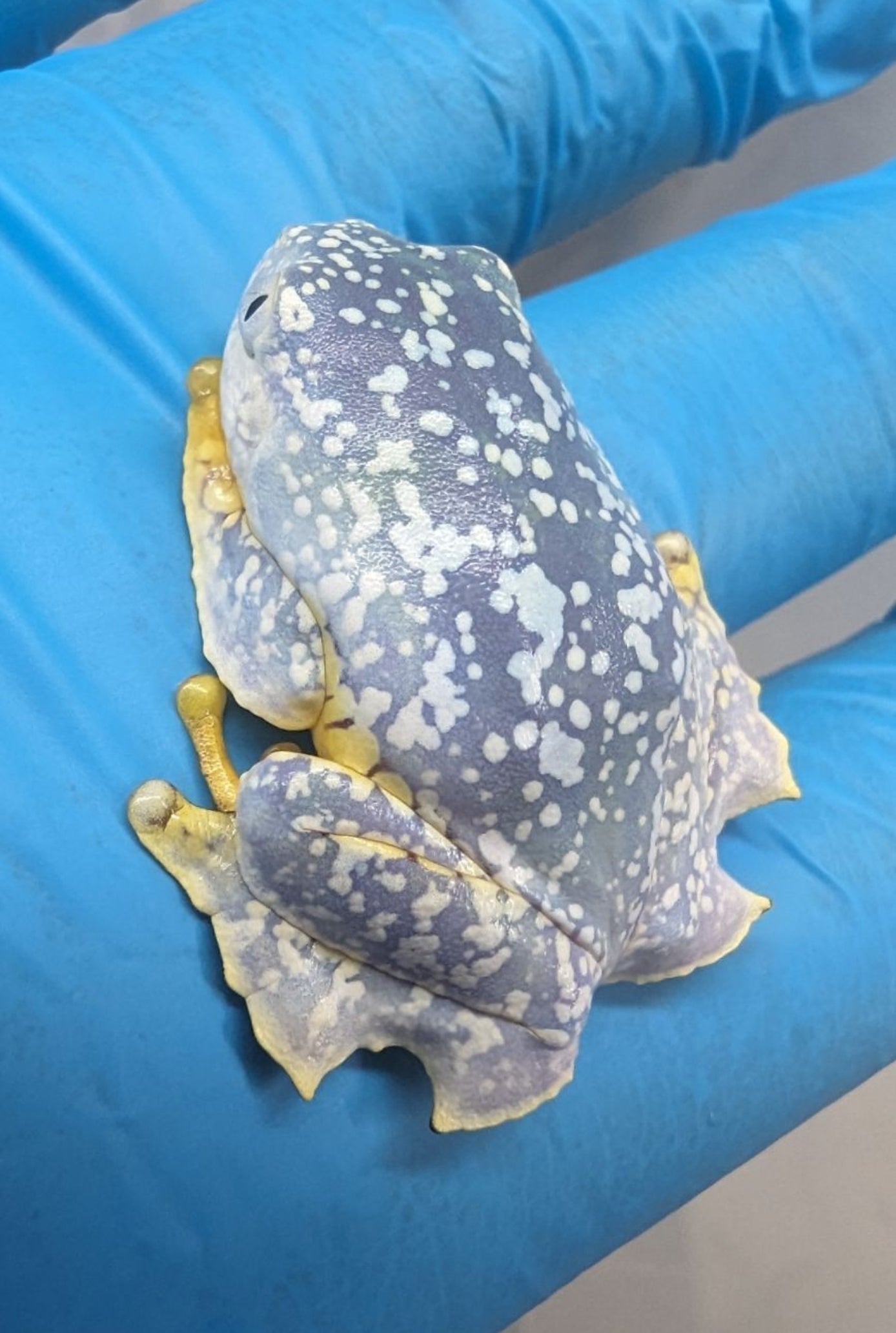 Cruziohyla craspedopus/Amazon Fringe Leaf Tree Frog Juvys 3 month guarantee - Shipwreck Cove Corals