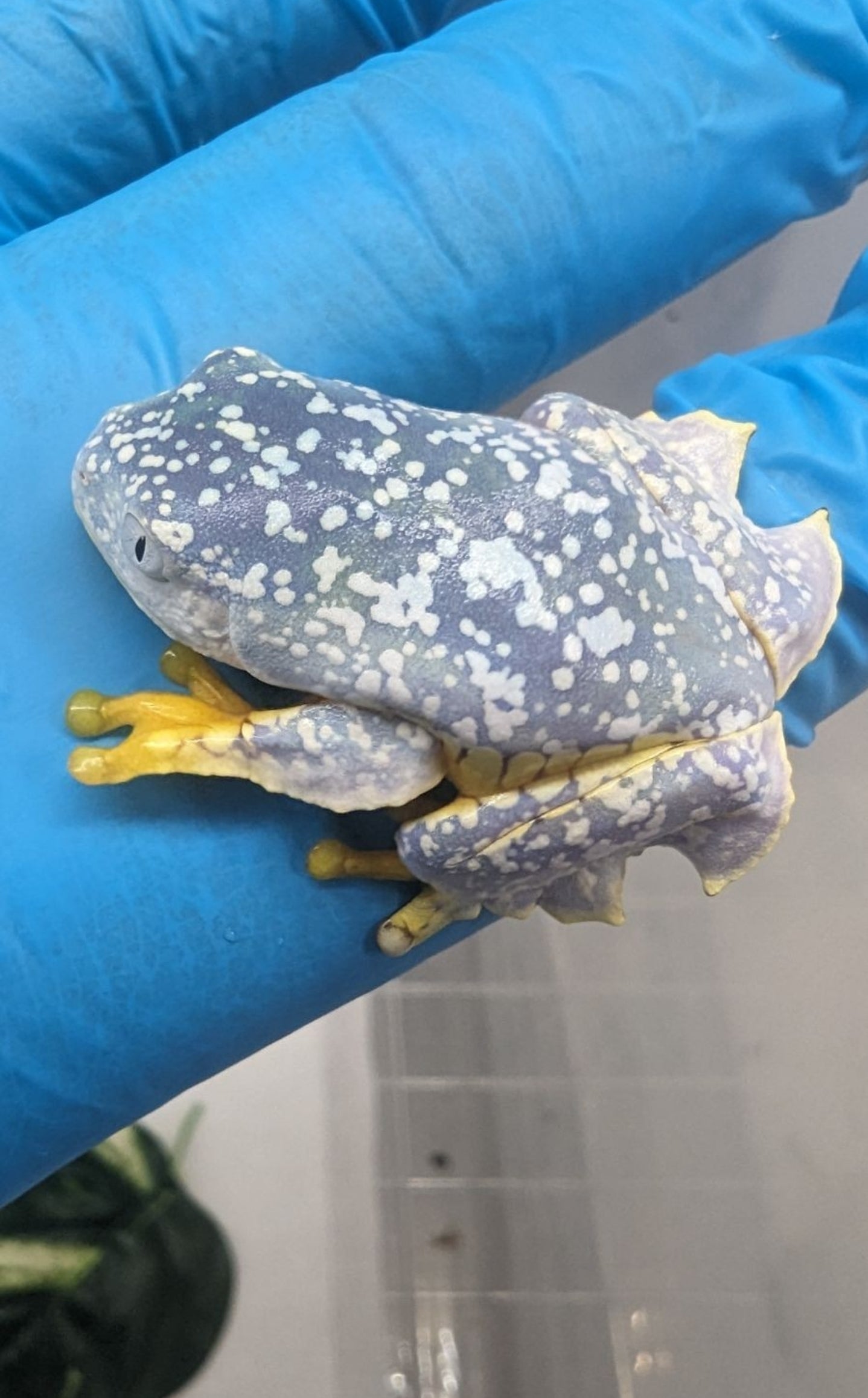 Cruziohyla craspedopus/Amazon Fringe Leaf Tree Frog Juvys 3 month guarantee - Shipwreck Cove Corals