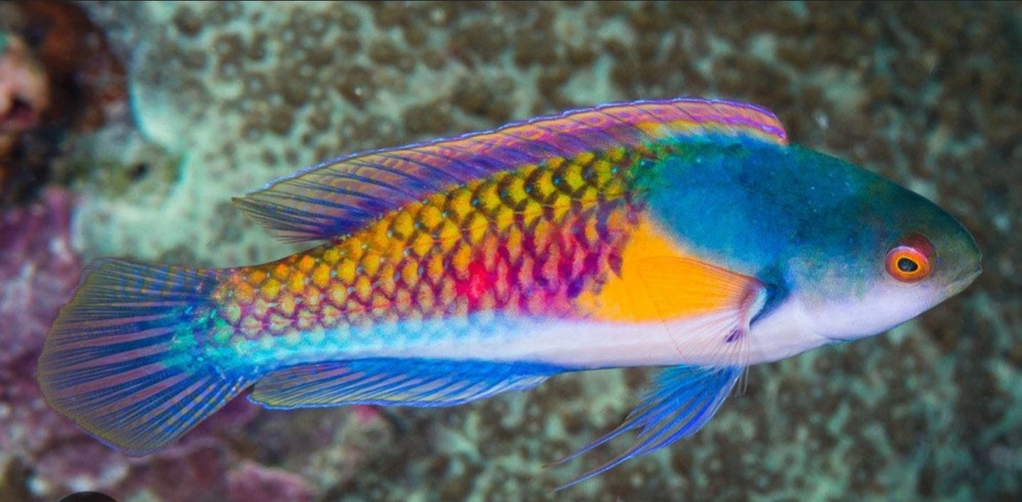 Male yellow flanked fairy wrasse L/G 3"-4" - Shipwreck Cove Corals