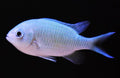 Green Chromis Damsel 1-2" - Shipwreck Cove Corals