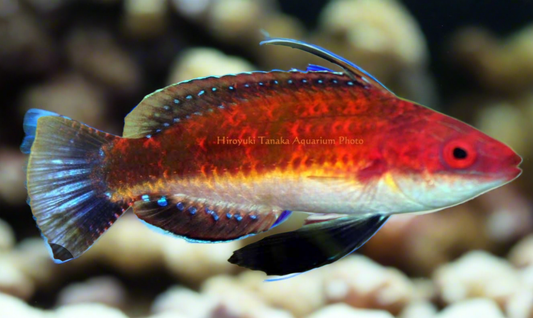 Joan's Fairy Wrasse - Shipwreck Cove Corals
