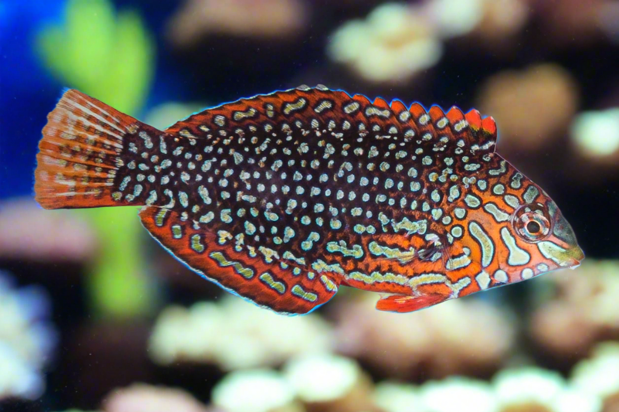 Ornate Leopard Wrasse - Shipwreck Cove Corals