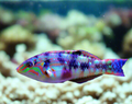 Nebulous Wrasse - Shipwreck Cove Corals