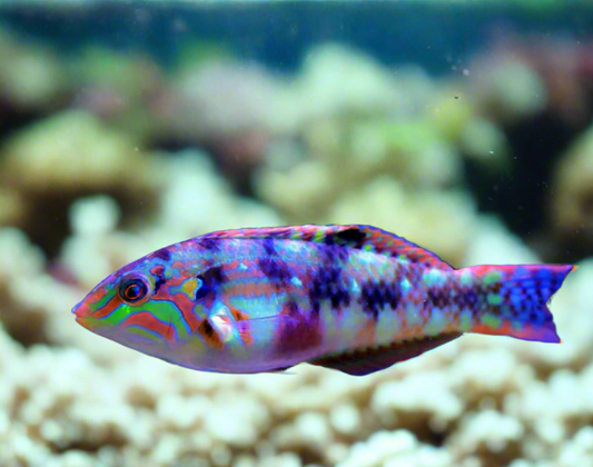 Nebulous Wrasse - Shipwreck Cove Corals