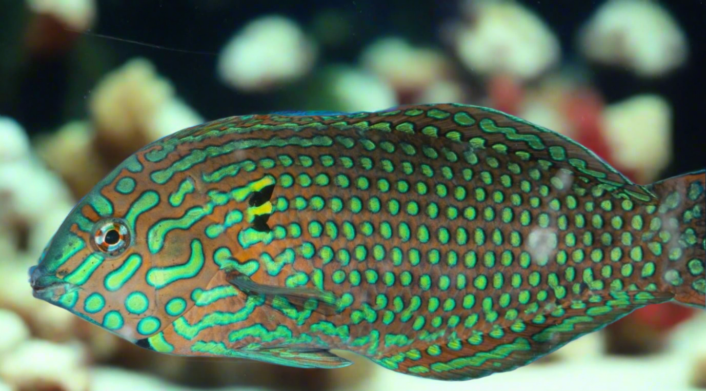 Male green ornate leopard wrasse L/G new - Shipwreck Cove Corals