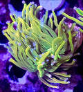 WYSIWYG Rapunzel HG Coral Frag