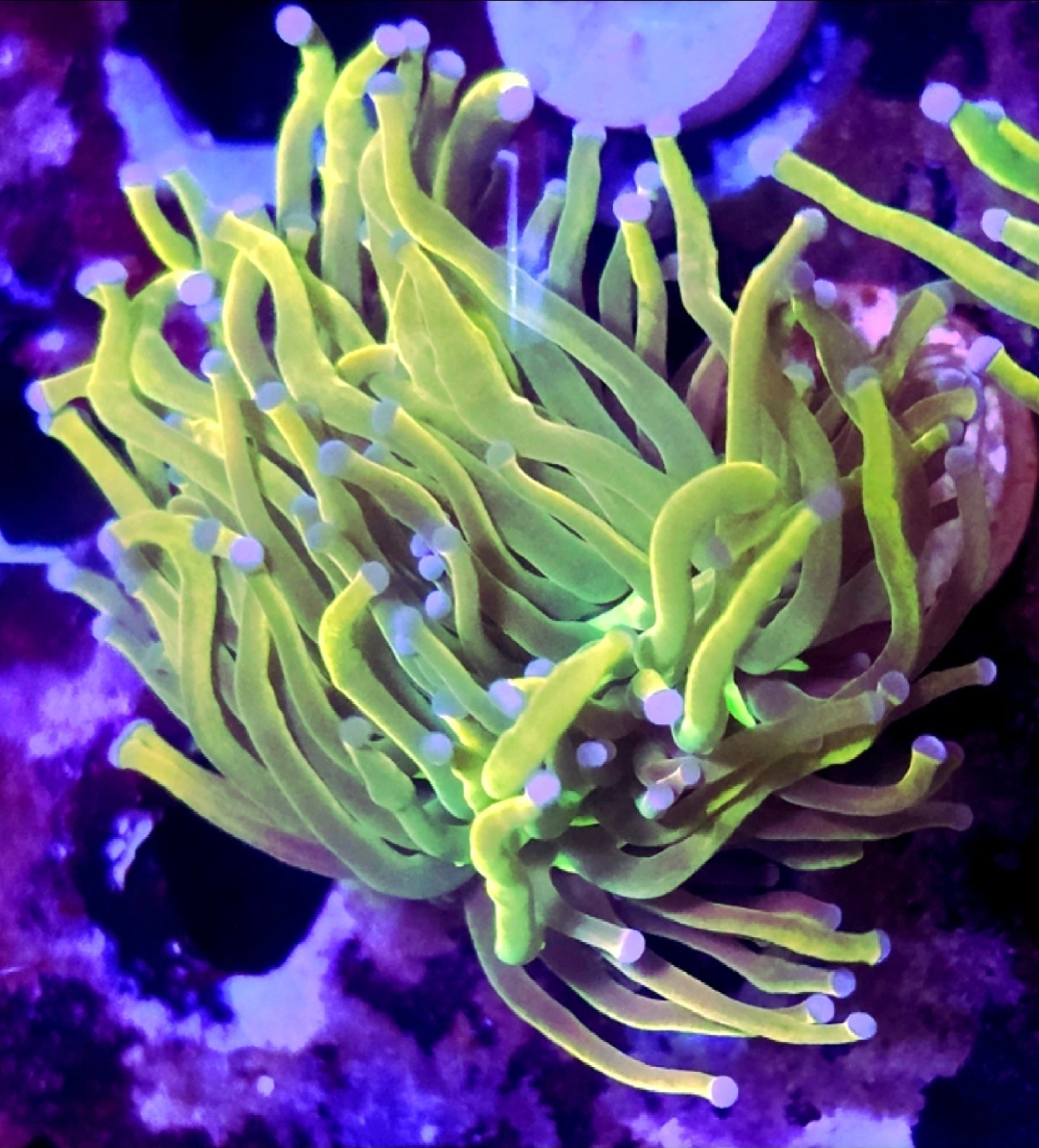 WYSIWYG Rapunzel HG Coral Frag