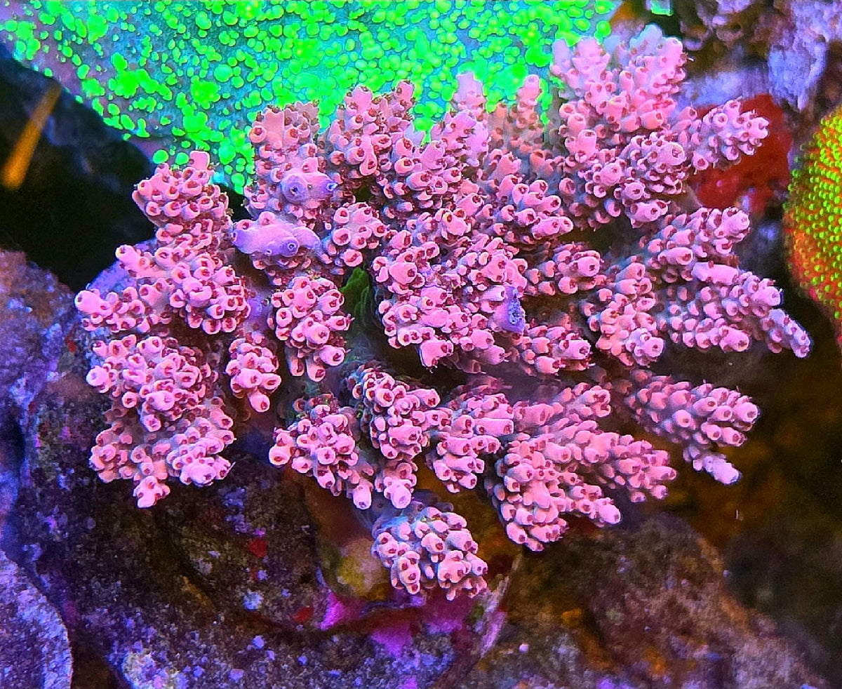 RDZ Pink Panther Coral Acro Frag 1.5-2"