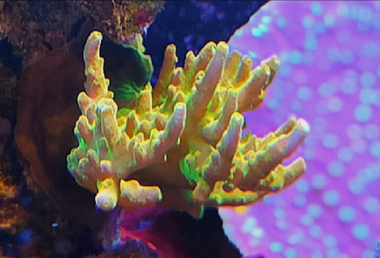 Golden Goblin SPS coral 1 frag