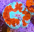 WYSIWYG Ultra Acanthophilia Coral