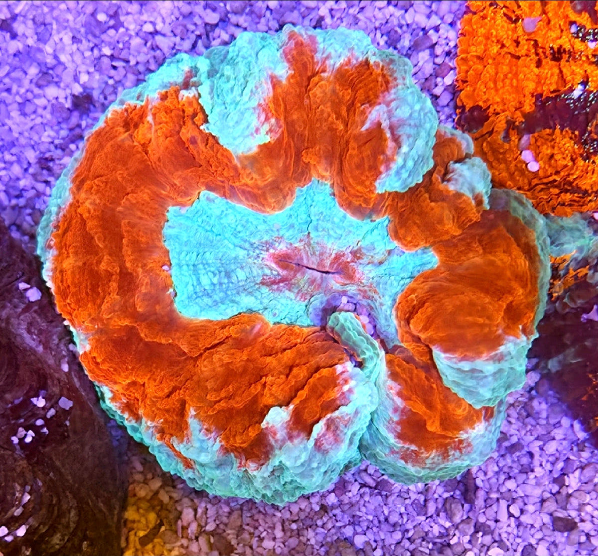 WYSIWYG Ultra Acanthophilia Coral