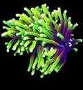 WYSIWYG 2 heads Hellfire Torch Coral - Shipwreck Cove Corals