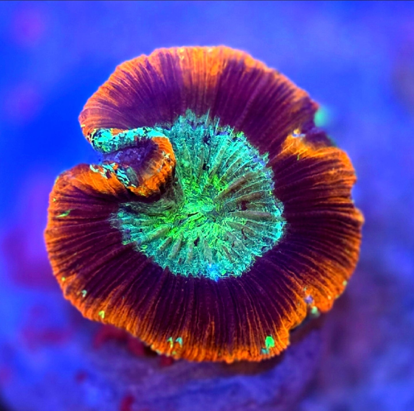 WYSIWYG Ultra Rainbow Rim Welso Coral