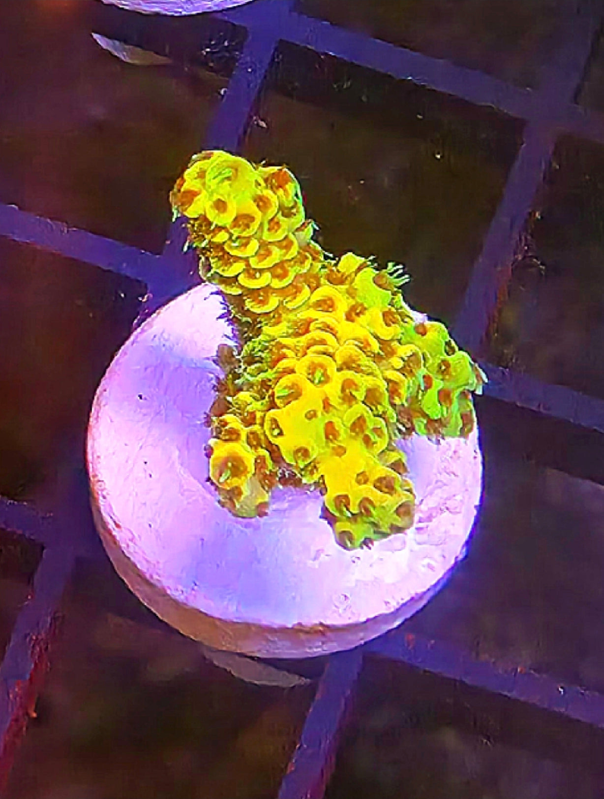 WYSIWYG Sunset Mille Acro Coral Frag