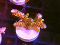 WYSIWYG RDZ Pink Flamingo SPS Acro Coral Frag