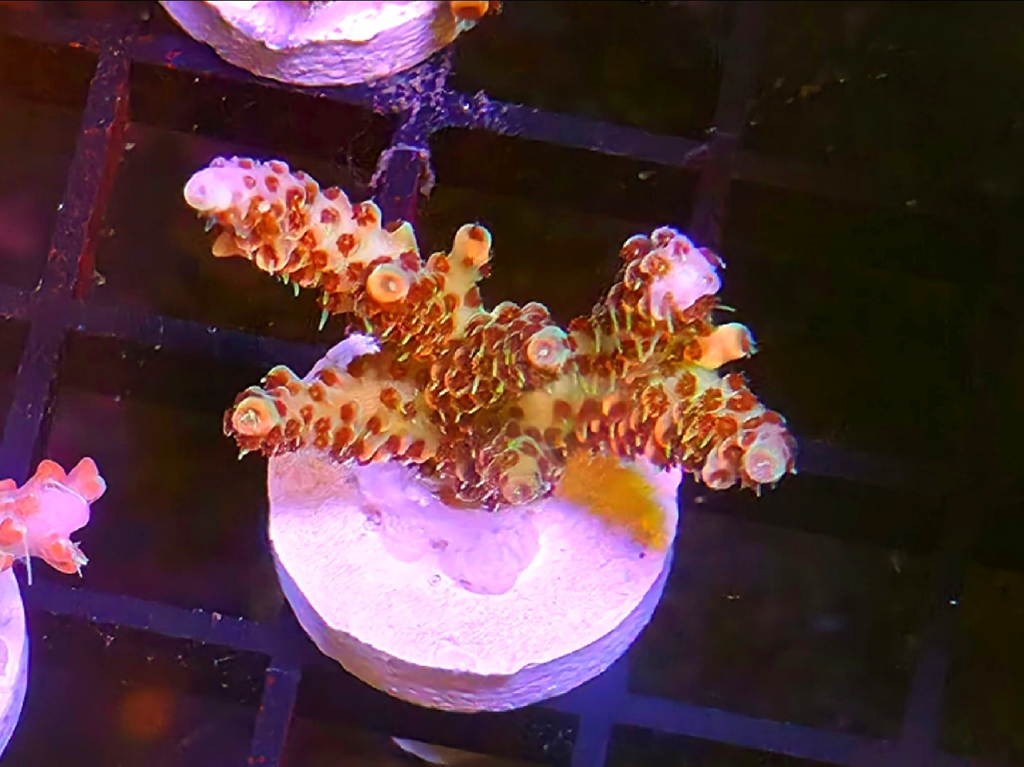 WYSIWYG RDZ Pink Flamingo SPS Acro Coral Frag