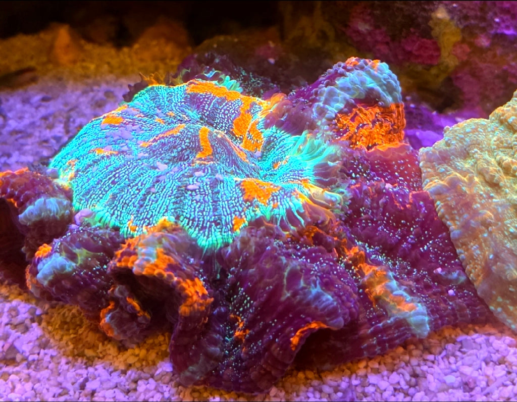 WYSIWYG Master Glitter Acantho coral L/G