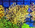 WYSIWYG Neon Yellow Octospawn Coral - Shipwreck Cove Corals