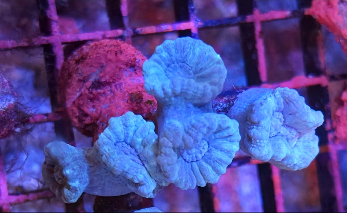 WYSIWYG Blue Candy Cane Coral Frag 5 Heads