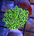 WYSIWYG Neon Green Octo Coral Frag