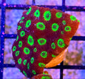WYSIWYG Sector 001 Favia Coral Frag