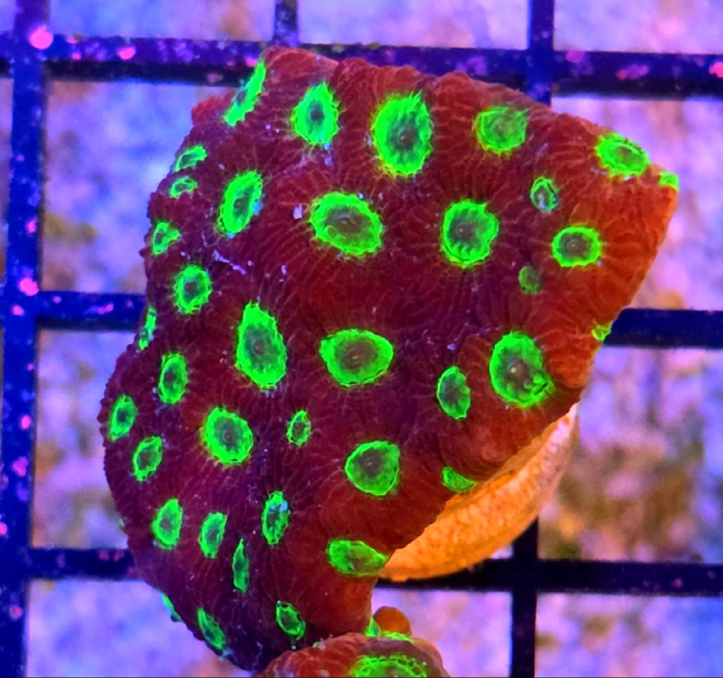 WYSIWYG Sector 001 Favia Coral Frag