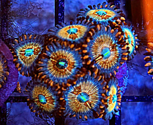 WYSIWYG Hawaiian White Zombie paly mini colony 10 plus heads - Shipwreck Cove Corals