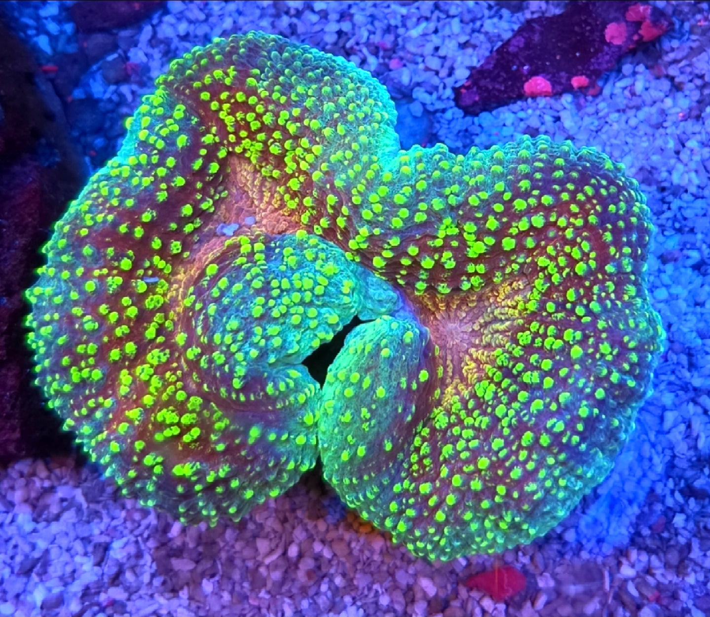 WYSIWYG Magic Carpet Lobo Coral LG