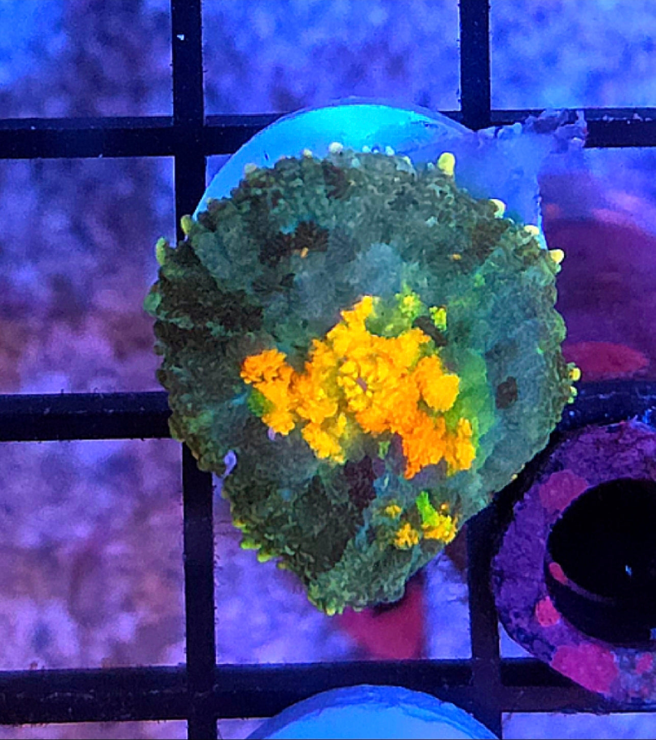 WYSIWYG Sunkist Carpet Rhodactus Mushroom Coral Frag One Mushroom 1 Head