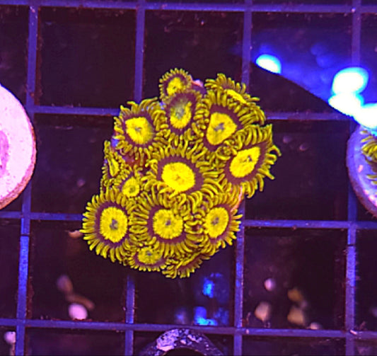 WYSIWYG King Midas zoa coral frag 10 heads