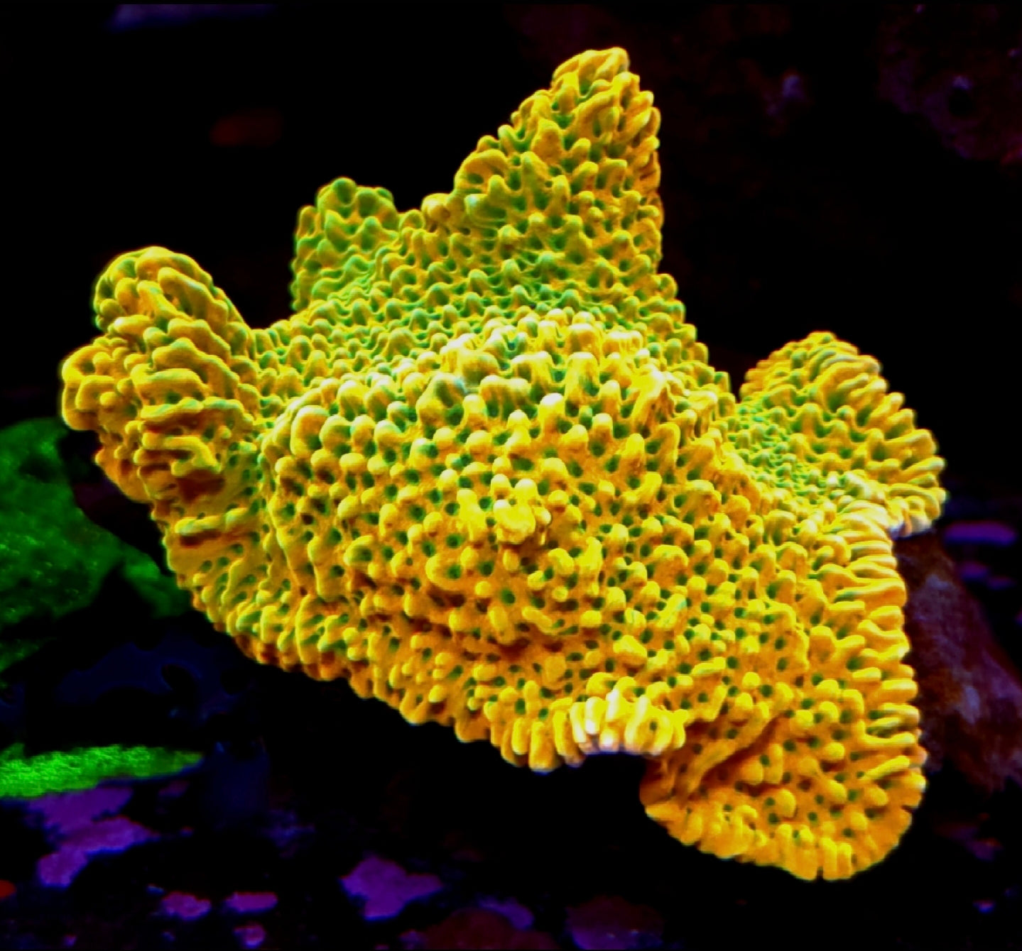 Rainbow Phoenix Montipora Undata frag