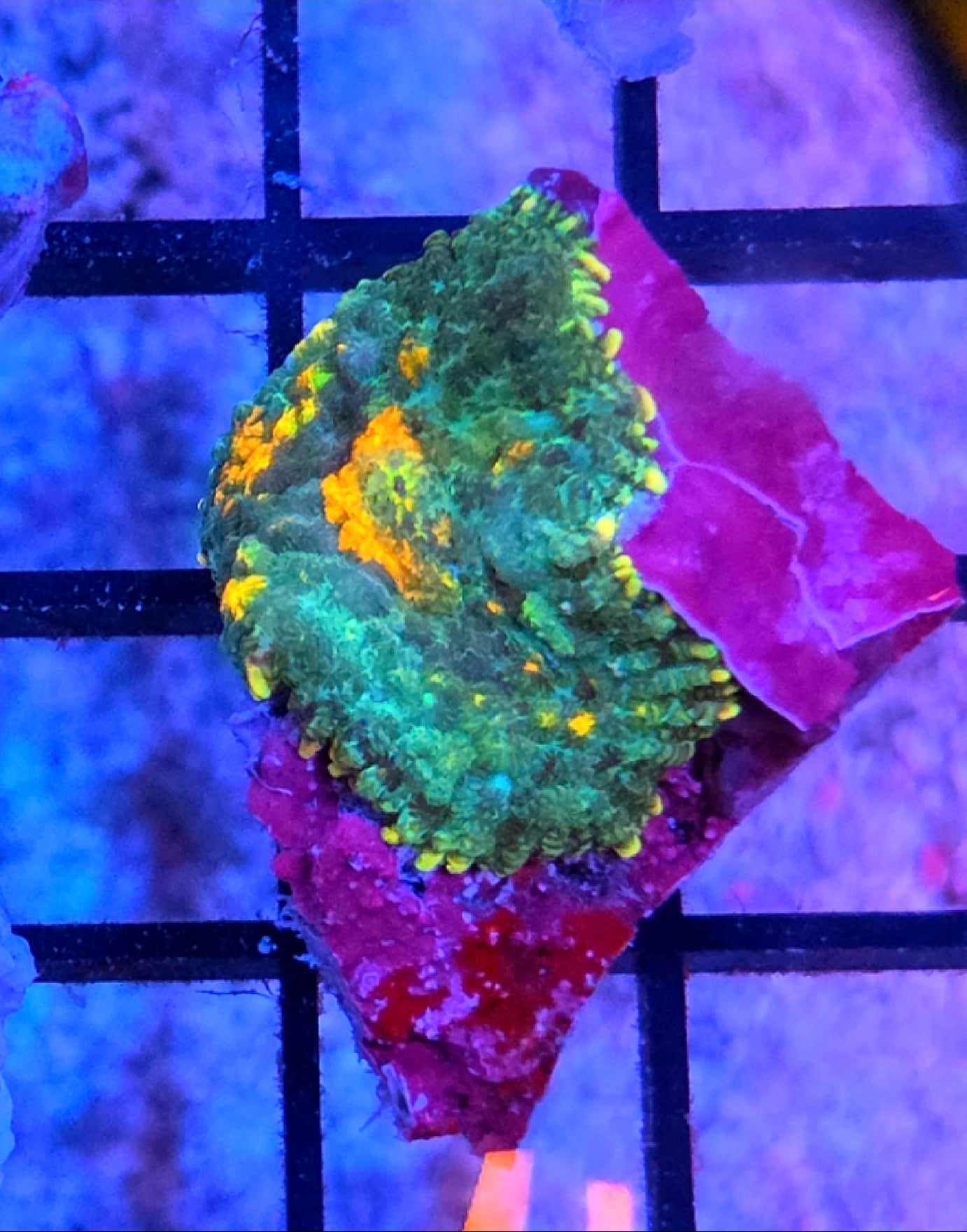 WYSIWYG Sunkist Carpet Rhodactus Mushroom Coral Frag One Mushroom 1 Head