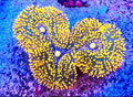 WYSIWYG Orange with Blue Base Carpet Lobo Coral