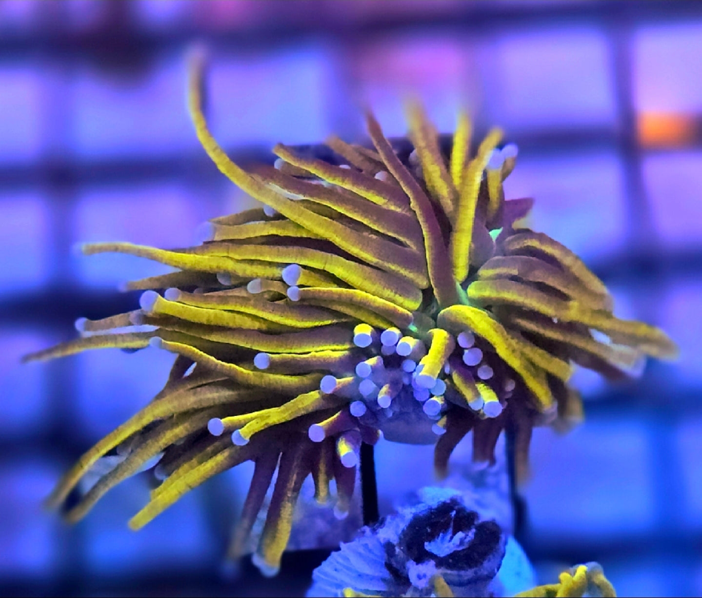 WYSIWYG Ultra Indo Gold Torch coral 1 head