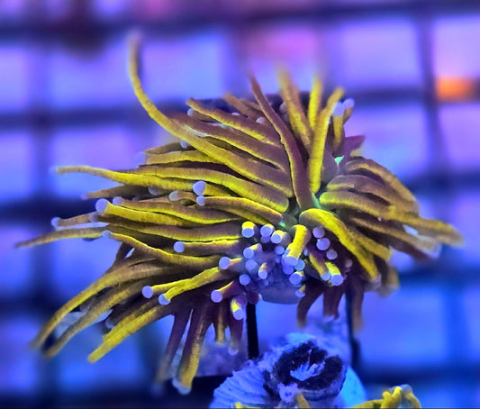 WYSIWYG Ultra Indo Gold Torch coral 1 head