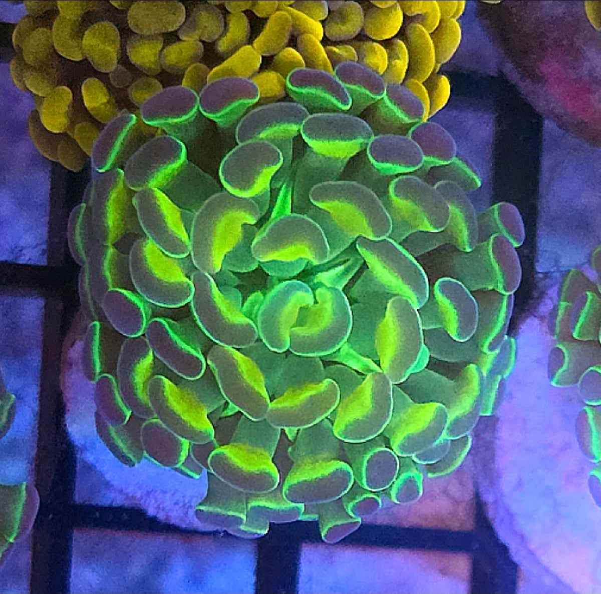 WYSIWYG Hologram Hammer Coral Frag