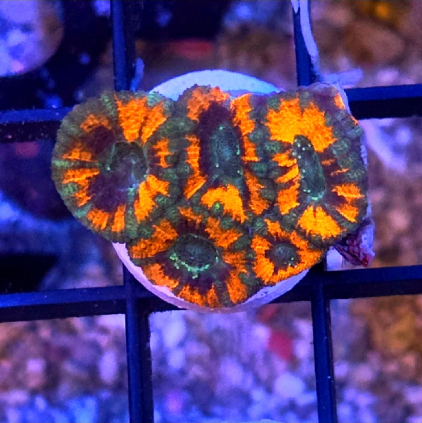 WYSIWYG Green Tiger Acan Coral Frag 5 Heads
