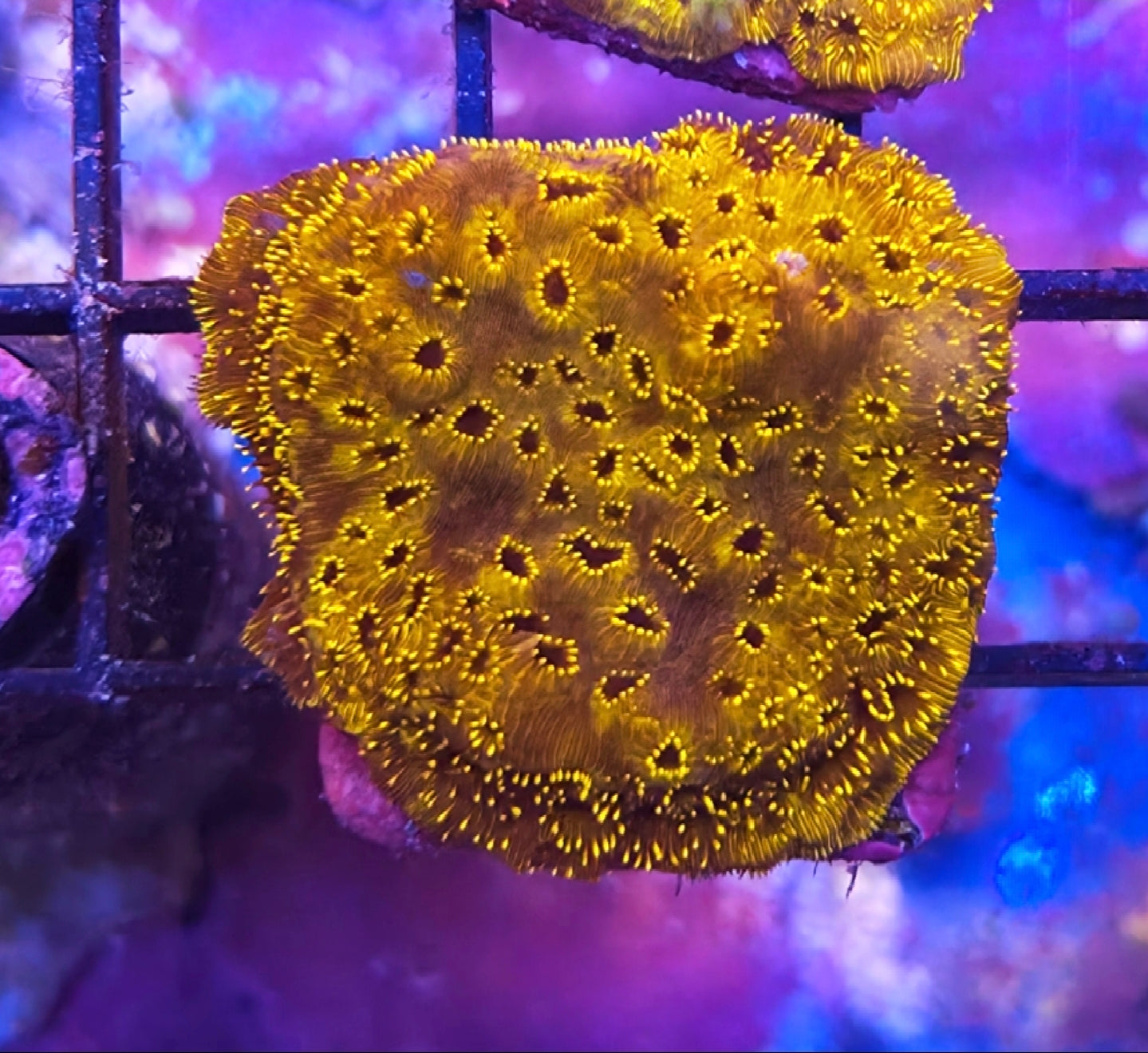 WYSIWYG Gold Pavona Coral Frag