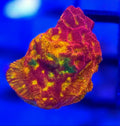 WYSIWYG RDZ Rainbow Rally Lepto Coral Frag