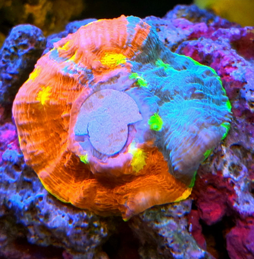 WYSIWYG Jelley Bean Chalice Coral Frag