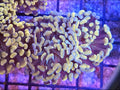 WYSIWYG Gold And Blue Tip Hammer Coral 2 Heads